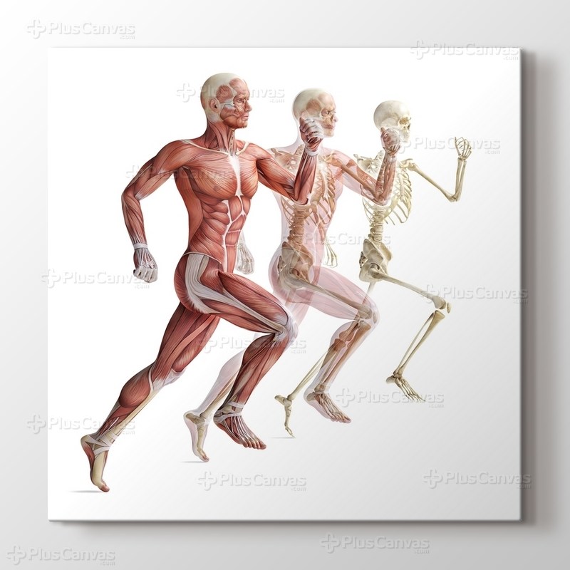 İnsan Anatomisi görseli.