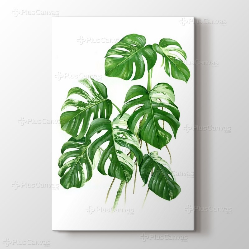 Variegated Cheese Plant - Monstera görseli.