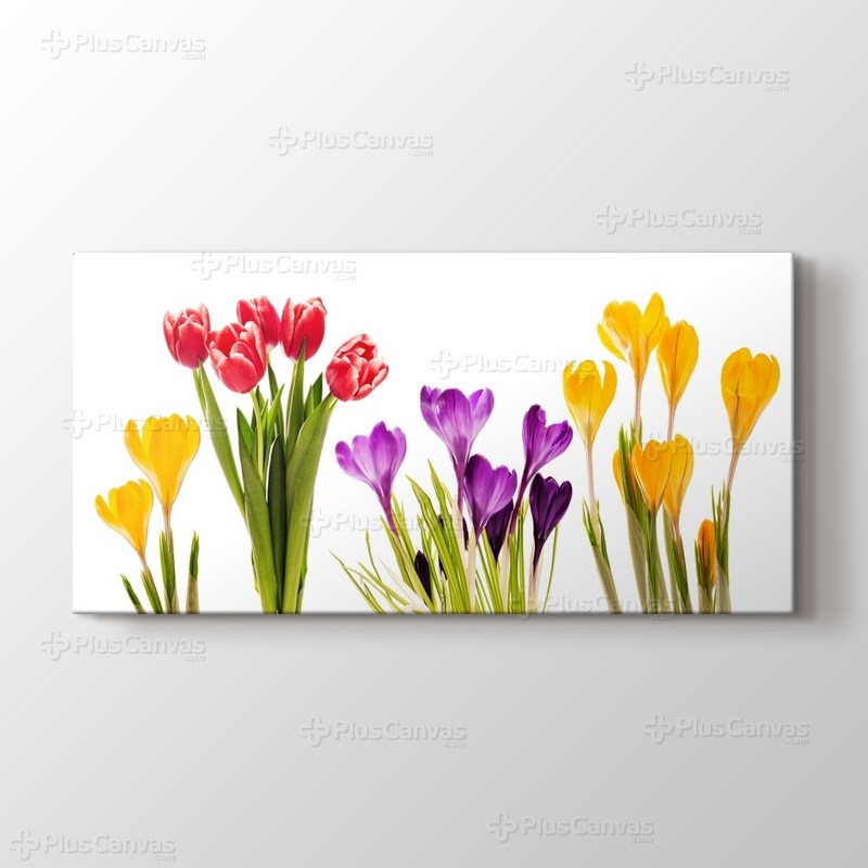 Colourful Flowers görseli.