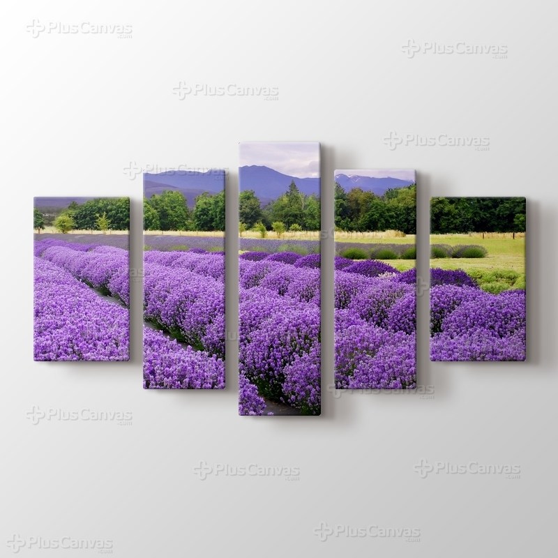 Lavender Farm In Sequim, Washington, USA görseli.