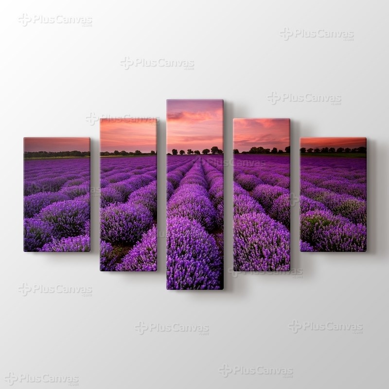 Stunning Landscape With Lavender Field At Sunset görseli.