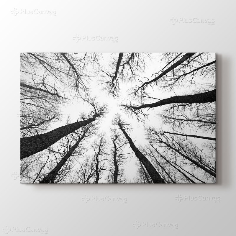 Long Trees görseli.