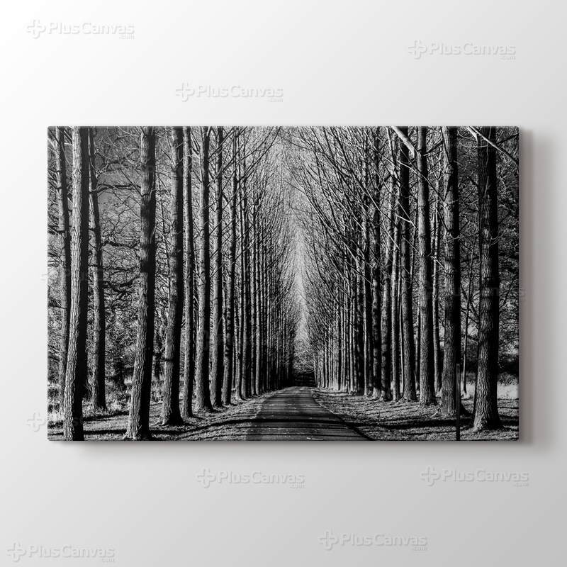 Tree Lined Road görseli.