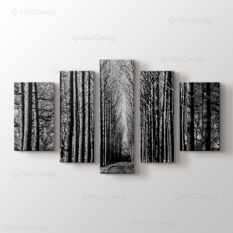 Tree Lined Road görseli.