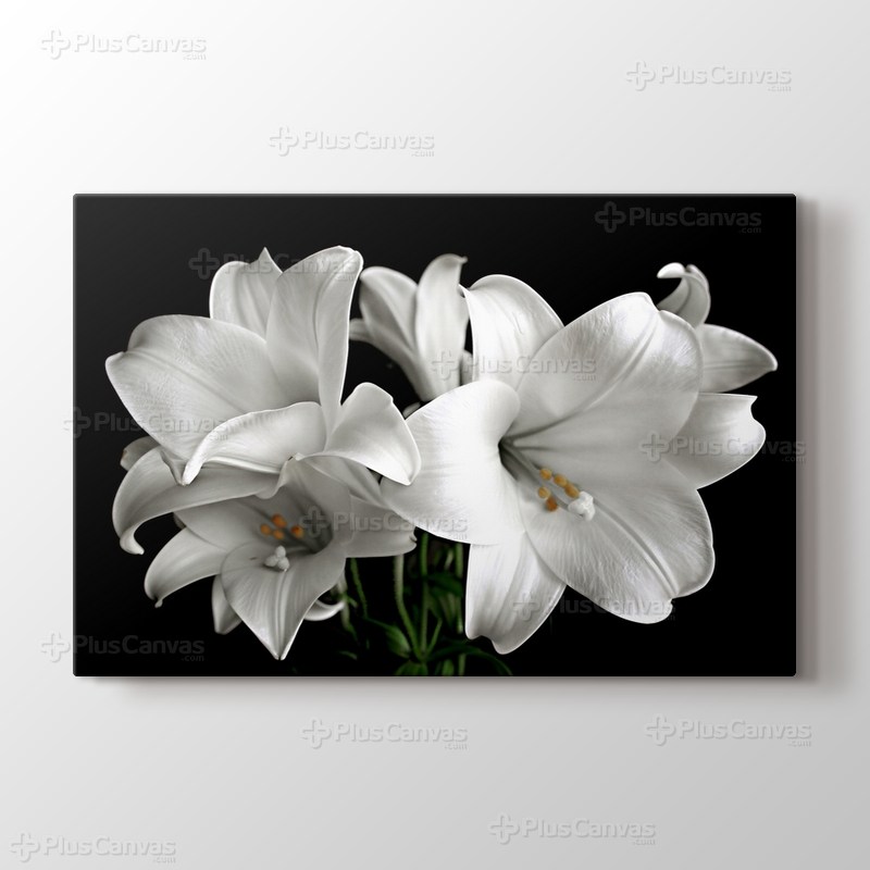 White Flower görseli.