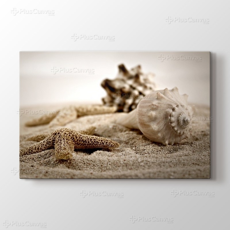 Kum ve Deniz Kabukları görseli.