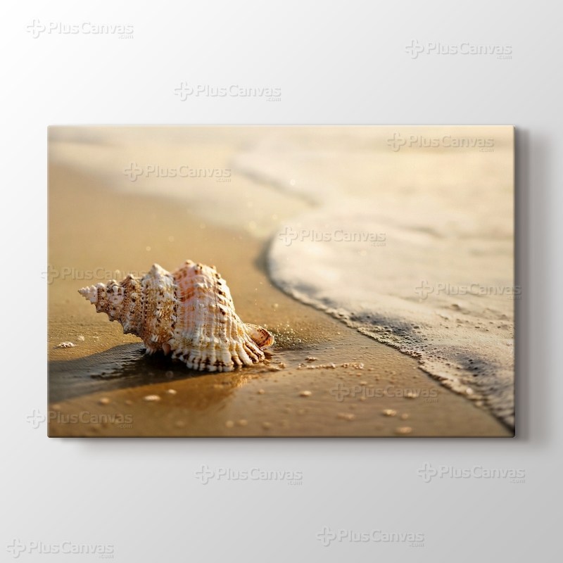 Seashell on the Beach görseli.