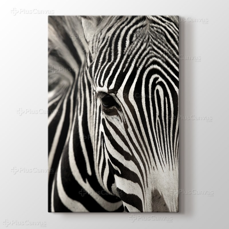 Zebra görseli.
