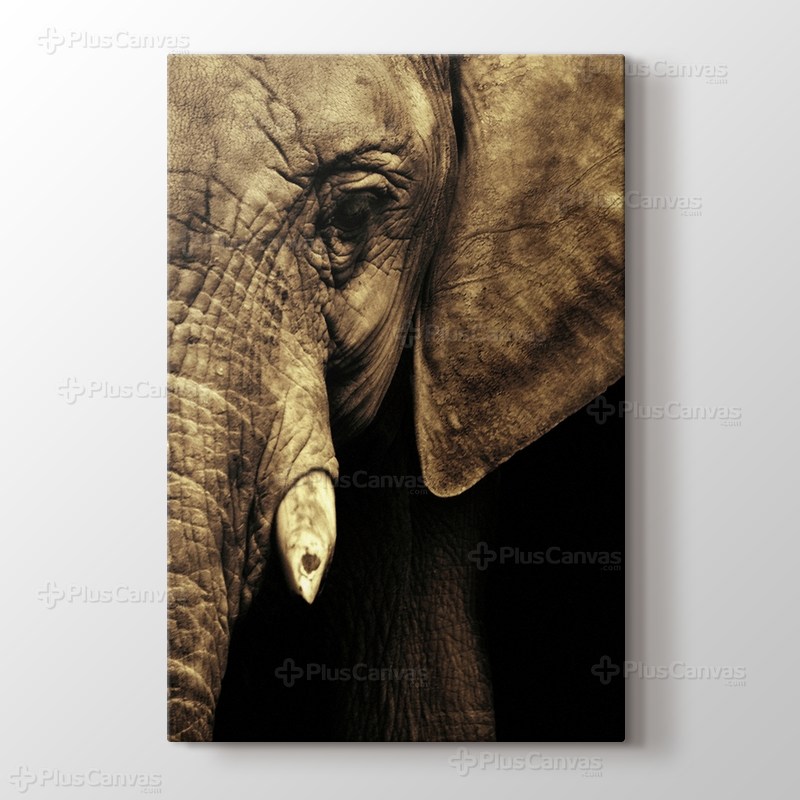 Elephant görseli.