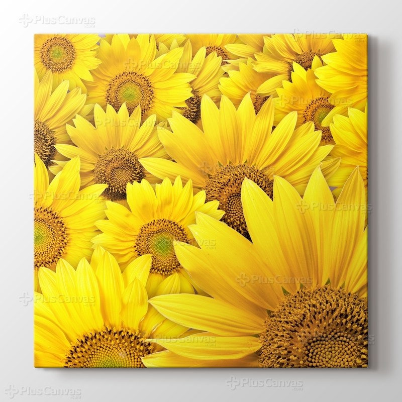 Sunflowers görseli.