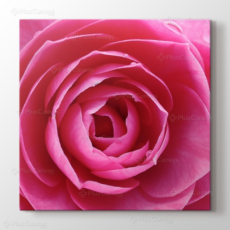 Pink Rose görseli.