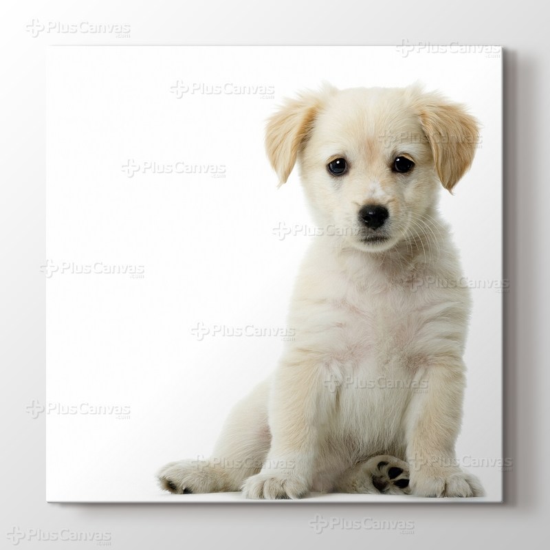 Puppy Dog - Golden Retriever görseli.