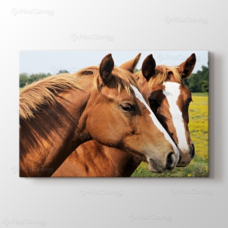 Horses görseli.