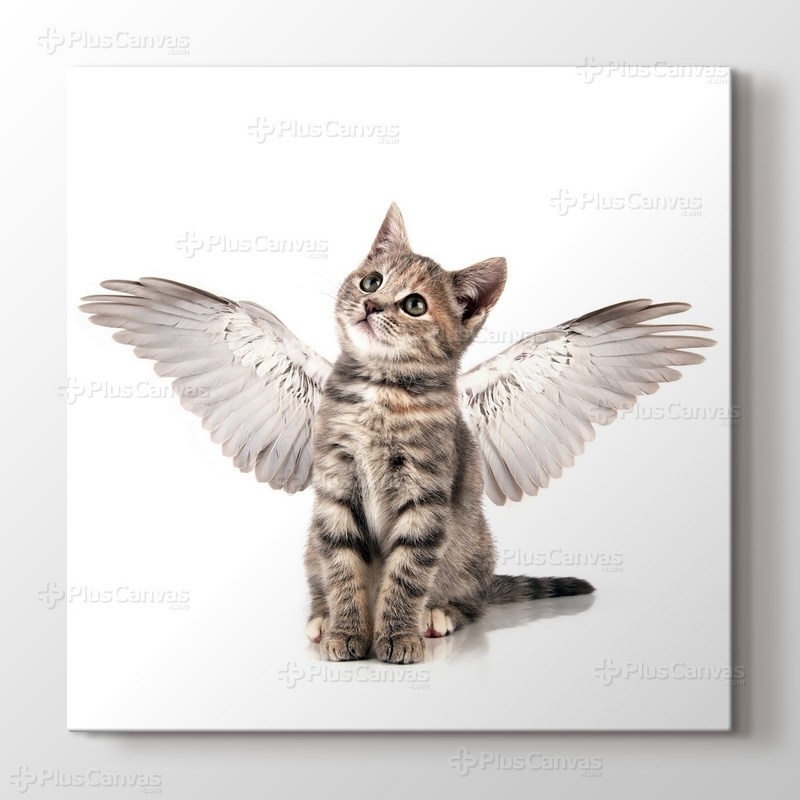 Angel Cat görseli.