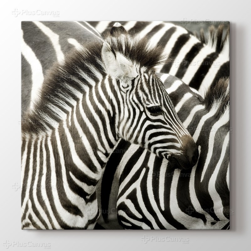Zebras görseli.