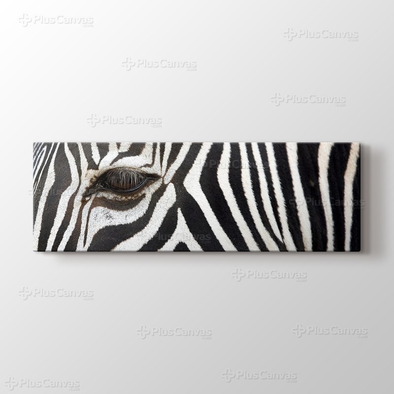 Zebra görseli.