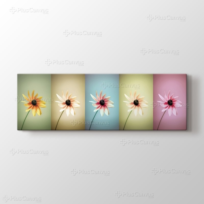 Daisies görseli.