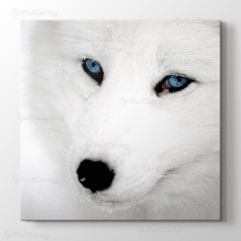 Husky görseli.