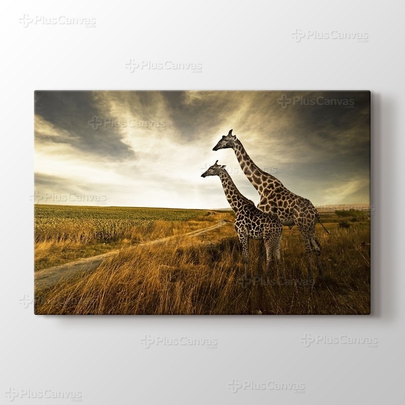 Giraffes görseli.