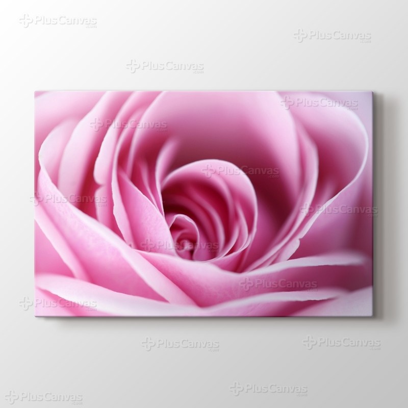 CloseUp Pink Rose görseli.