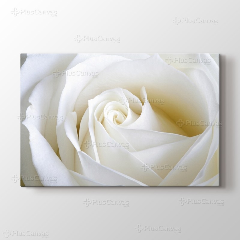 White Rose Close Up görseli.