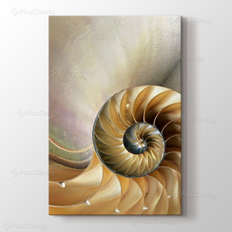 Nautilus görseli.