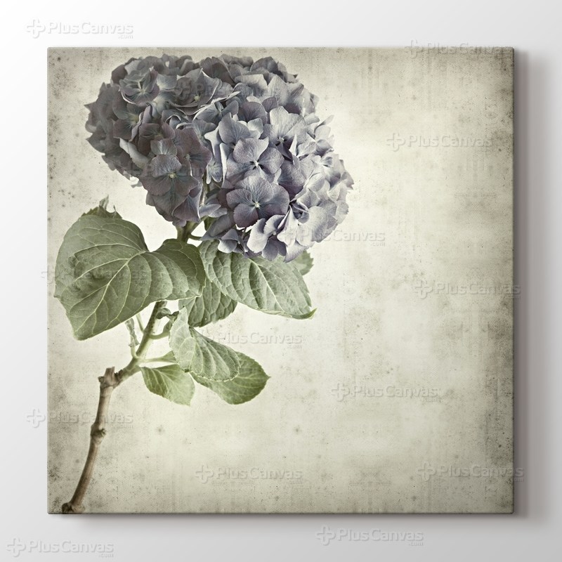 Blue Hydrangea görseli.
