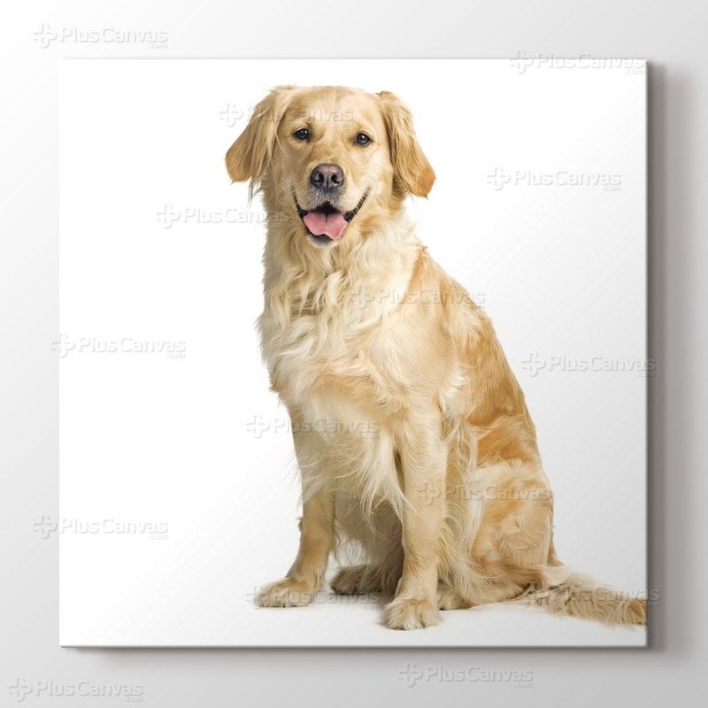 Golden Retriever görseli.