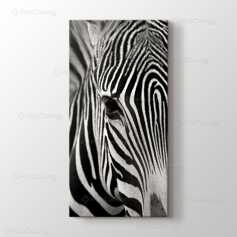 Zebra görseli.