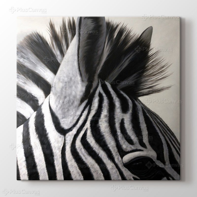 Zebra görseli.