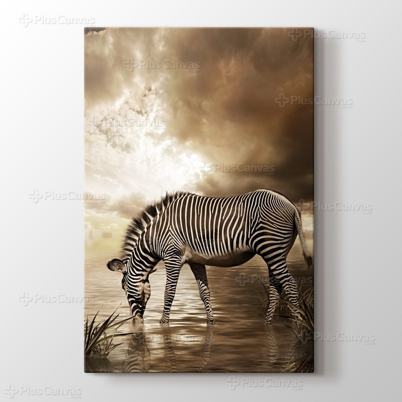 Zebra görseli.