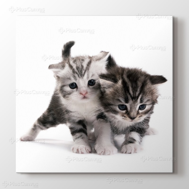 Pussy Cats görseli.