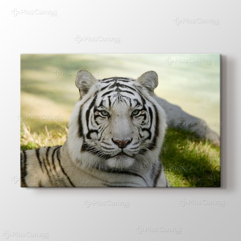Amur Tiger görseli.