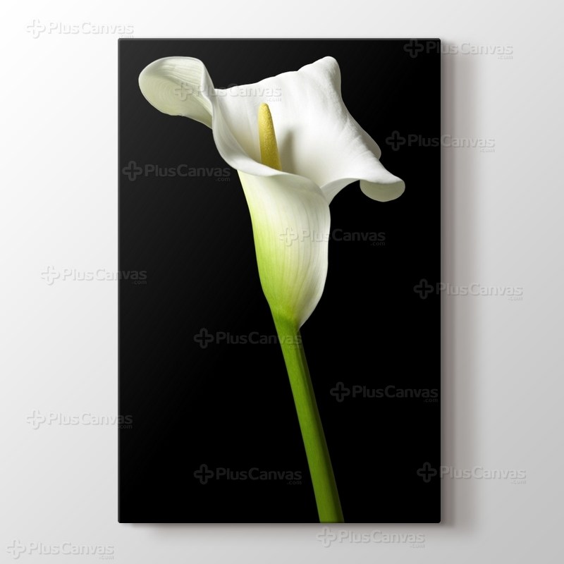 Cella Lilly on Black görseli.