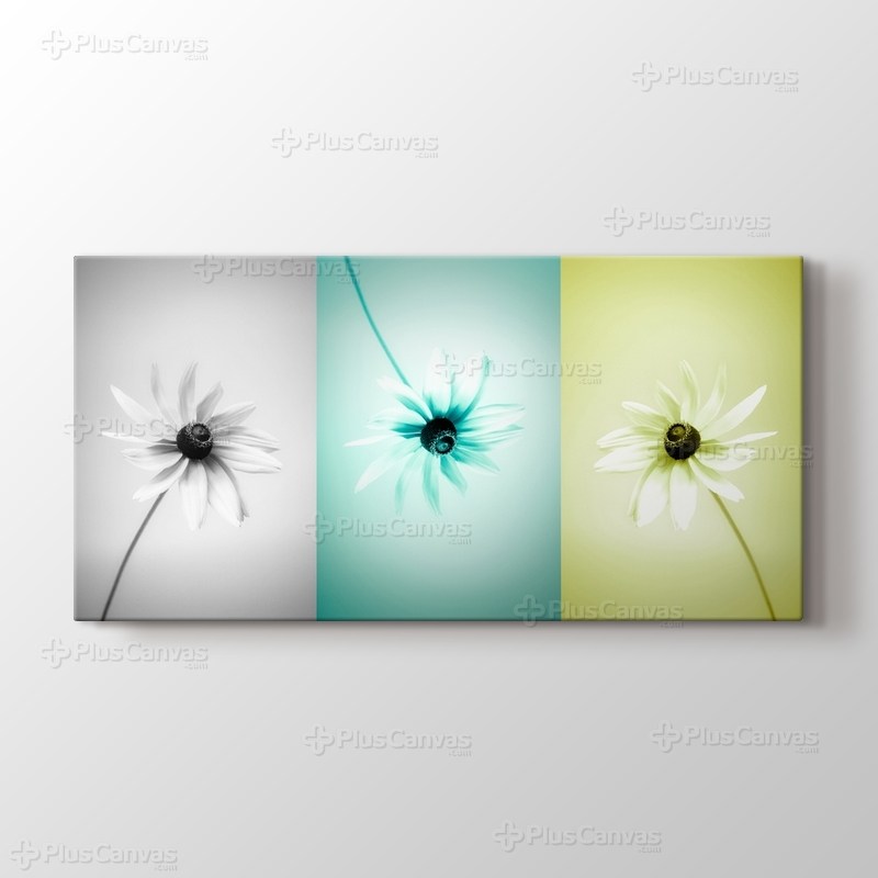 Three Daisy görseli.